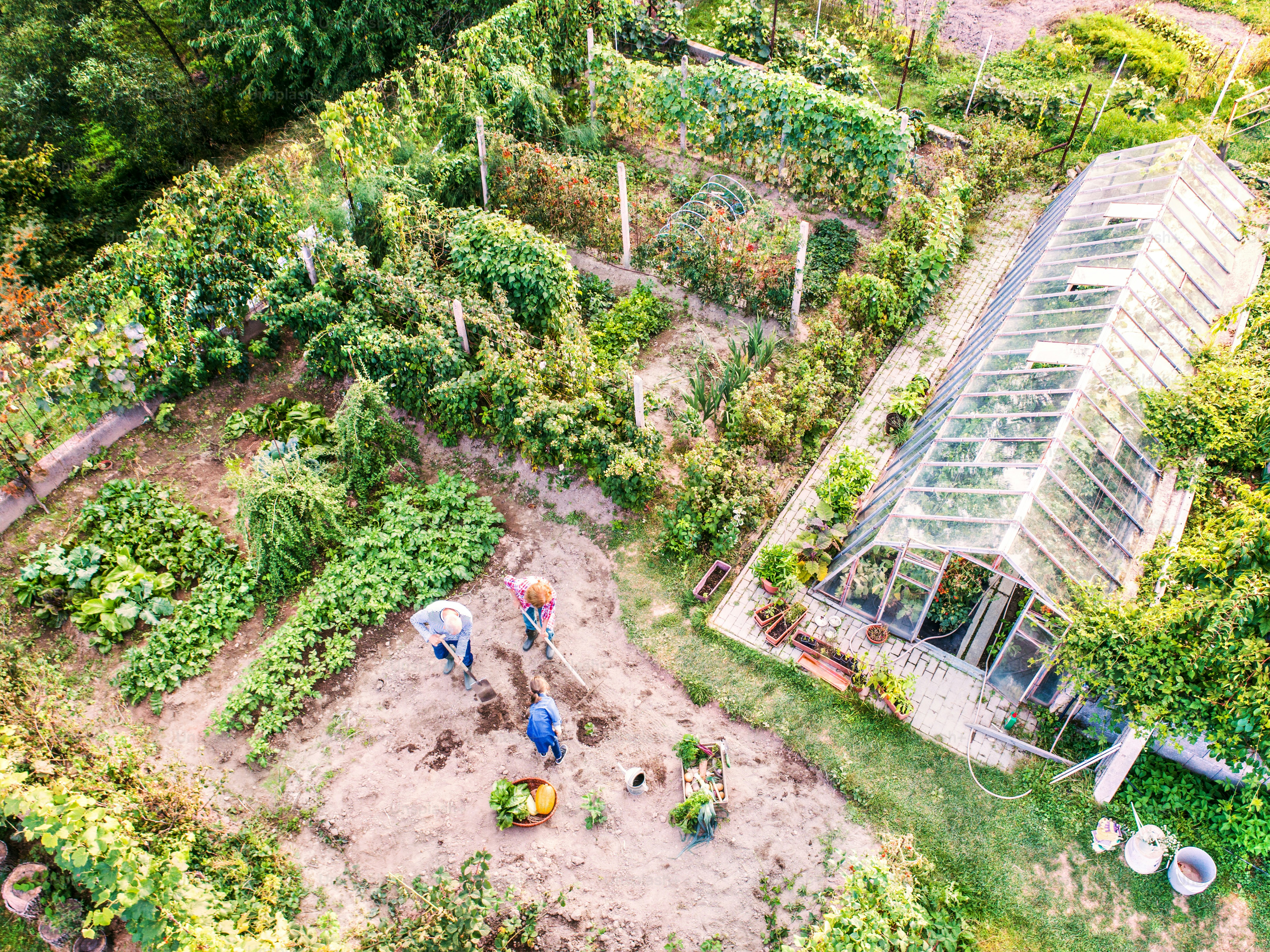 Coppia anziana sana felice con il loro giardinaggio nipote nel giardino sul retro. Veduta aerea.