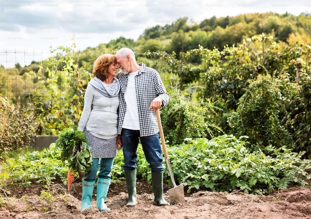 Coppia anziana sana felice che raccoglie verdure su orto. Giardinaggio uomo e donna.