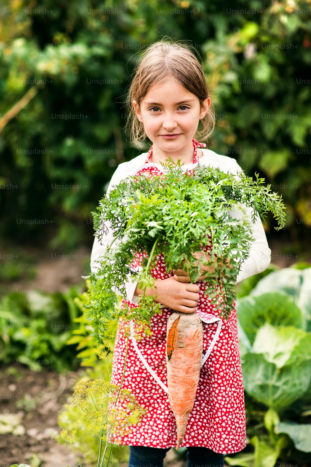 Ein kleines Mädchen, das Gemüse im Schrebergarten erntet. Mädchen bei der Gartenarbeit, die eine große Karotte hält.