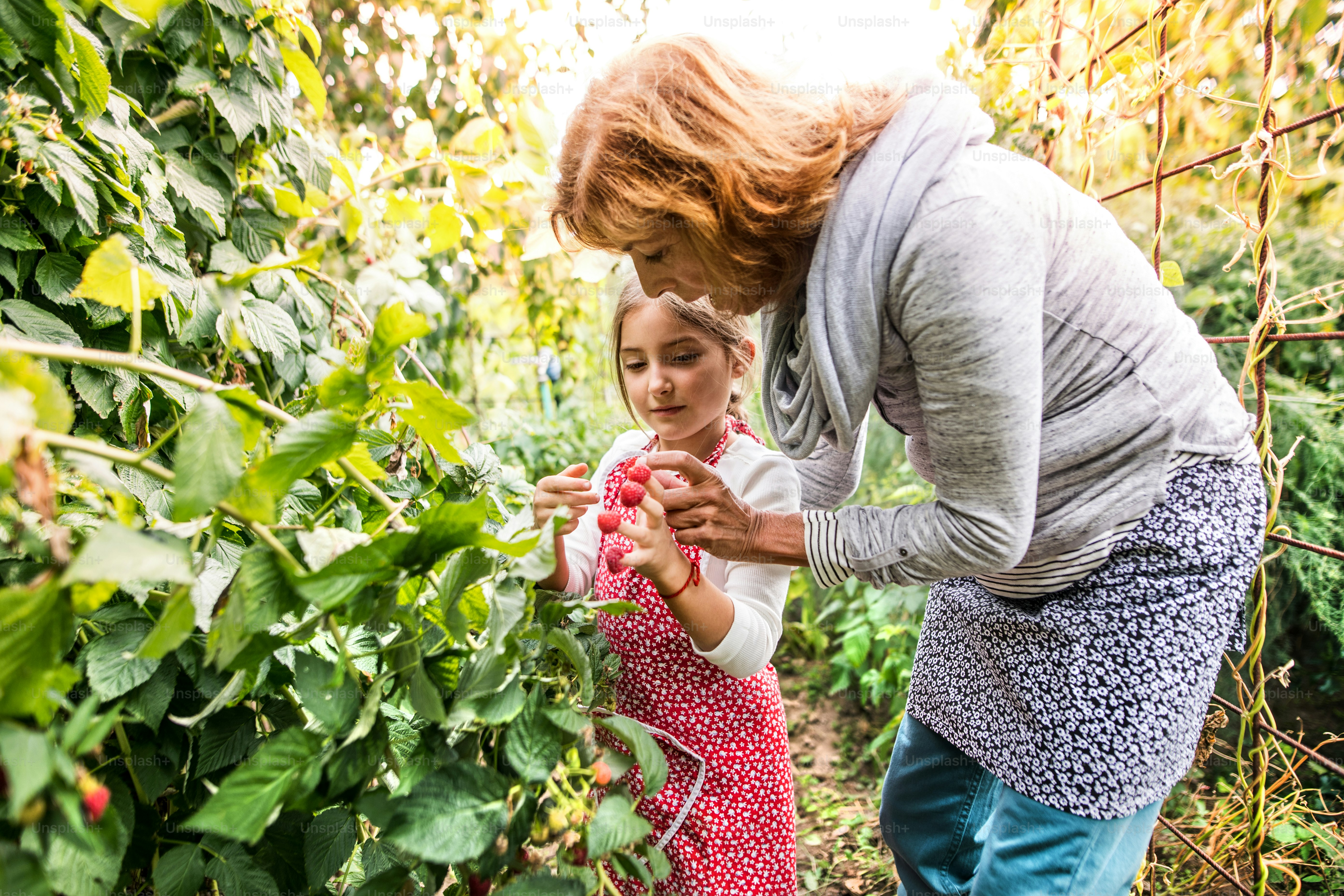 Happy healthy senior woman with her granddaughter harvesting vegetables on allotment. Woman and a small girl picking raspberries