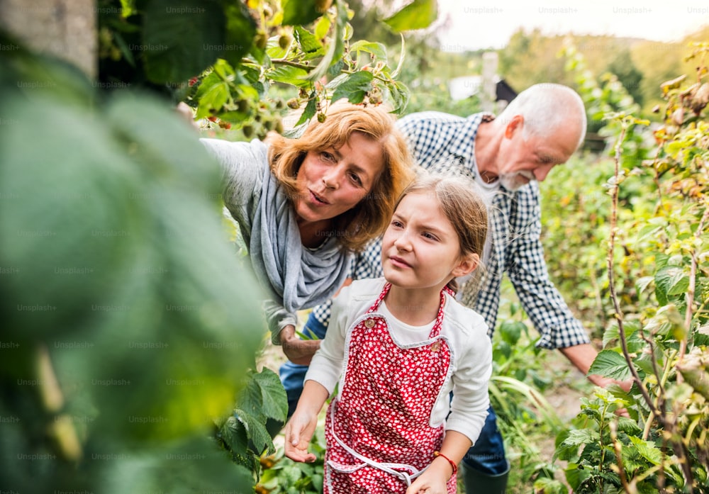 Feliz pareja de ancianos sanos con su nieta cosechando verduras en la asignación. Hombre, mujer y una niña pequeña jardinería.