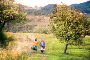 Happy healthy senior couple with their granddaughter harvesting vegetables on allotment. Man pushing small girl in wheelbarrow, woman carrying vegetables in a basket.