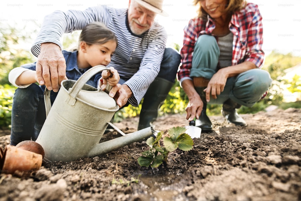 Feliz pareja de ancianos sanos con su nieta plantando una plántula en la parcela. Hombre, mujer y una niña pequeña jardinería.