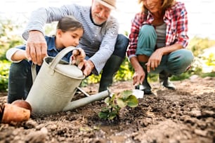 Happy healthy senior couple with their granddaughter planting a seedling on allotment. Man, woman and a small girl gardening.