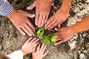 Hände eines nicht wiederzuerkennenden älteren Paares mit ihrer Enkelin, die einen Sämling auf dem Schrebergarten pflanzen. Mann, Frau und ein kleines Mädchen bei der Gartenarbeit.