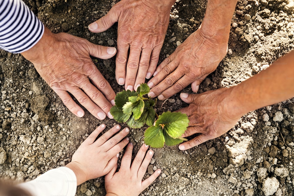 Les mains d’un couple de personnes âgées méconnaissables avec leur petite-fille plantant un semis sur le potager. Homme, femme et une petite fille jardinant.