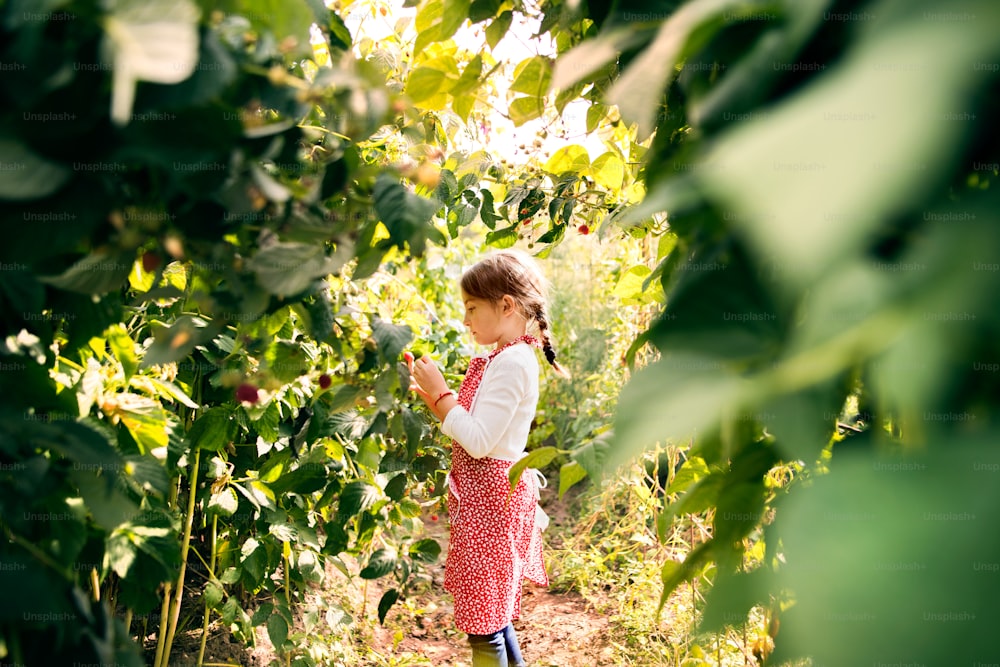 Glückliches kleines Mädchen, das im Garten arbeitet und Himbeeren pflückt.