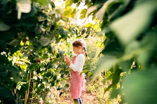 Happy small girl gardening and picking raspberries.