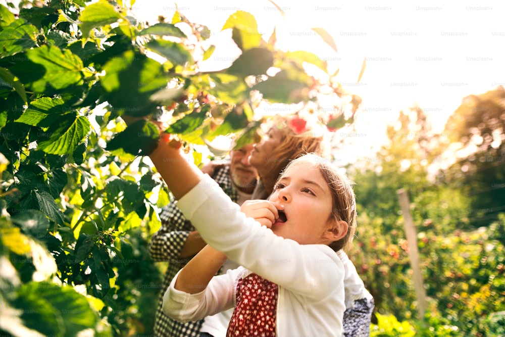 幸せな健康な老夫婦と孫娘が割り当てで野菜を収穫する。ガーデニングをしてラズベリーを摘む男、女、小さな女の子。