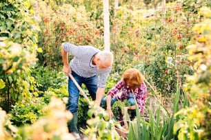 Happy healthy senior couple harvesting vegetables on allotment. Man and woman gardening.