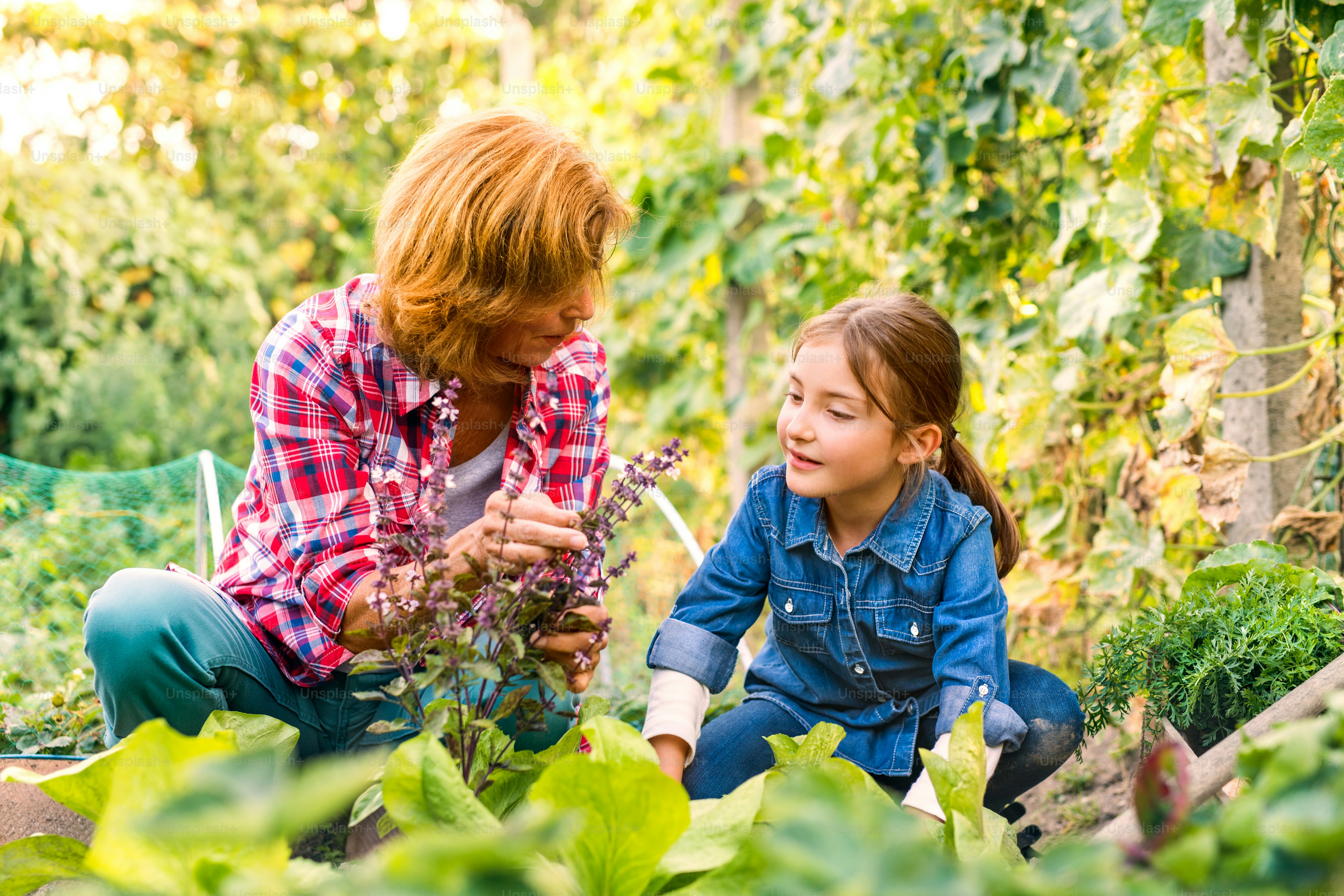 Happy healthy senior woman with her grandaughter harvesting vegetables on allotment. Woman and a small girl gardening