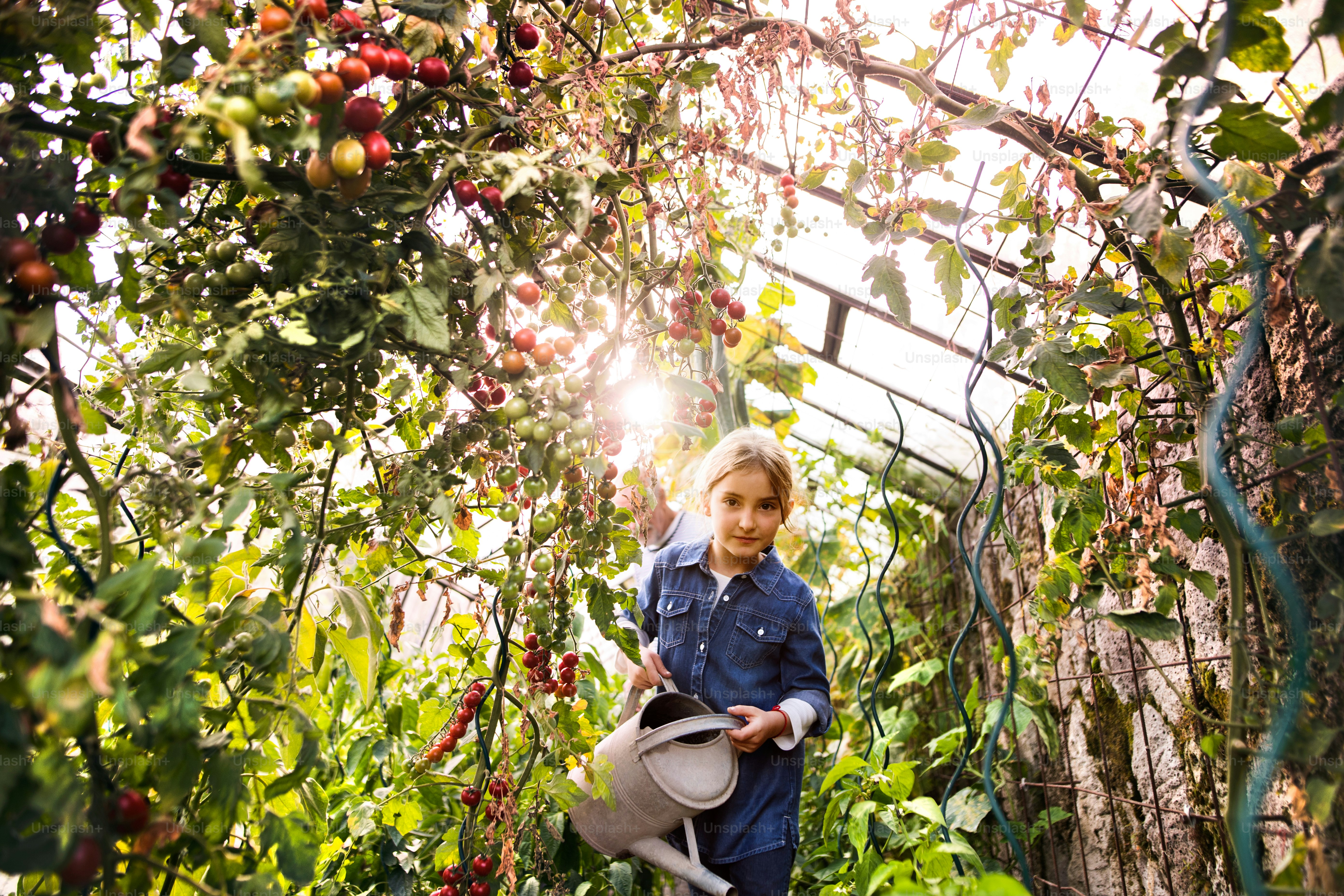 Small girl watering plants in the greenhouse. Girl gardening