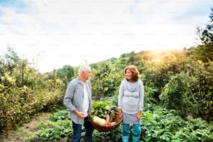 Happy healthy senior couple harvesting vegetables on allotment. Man and woman gardening.