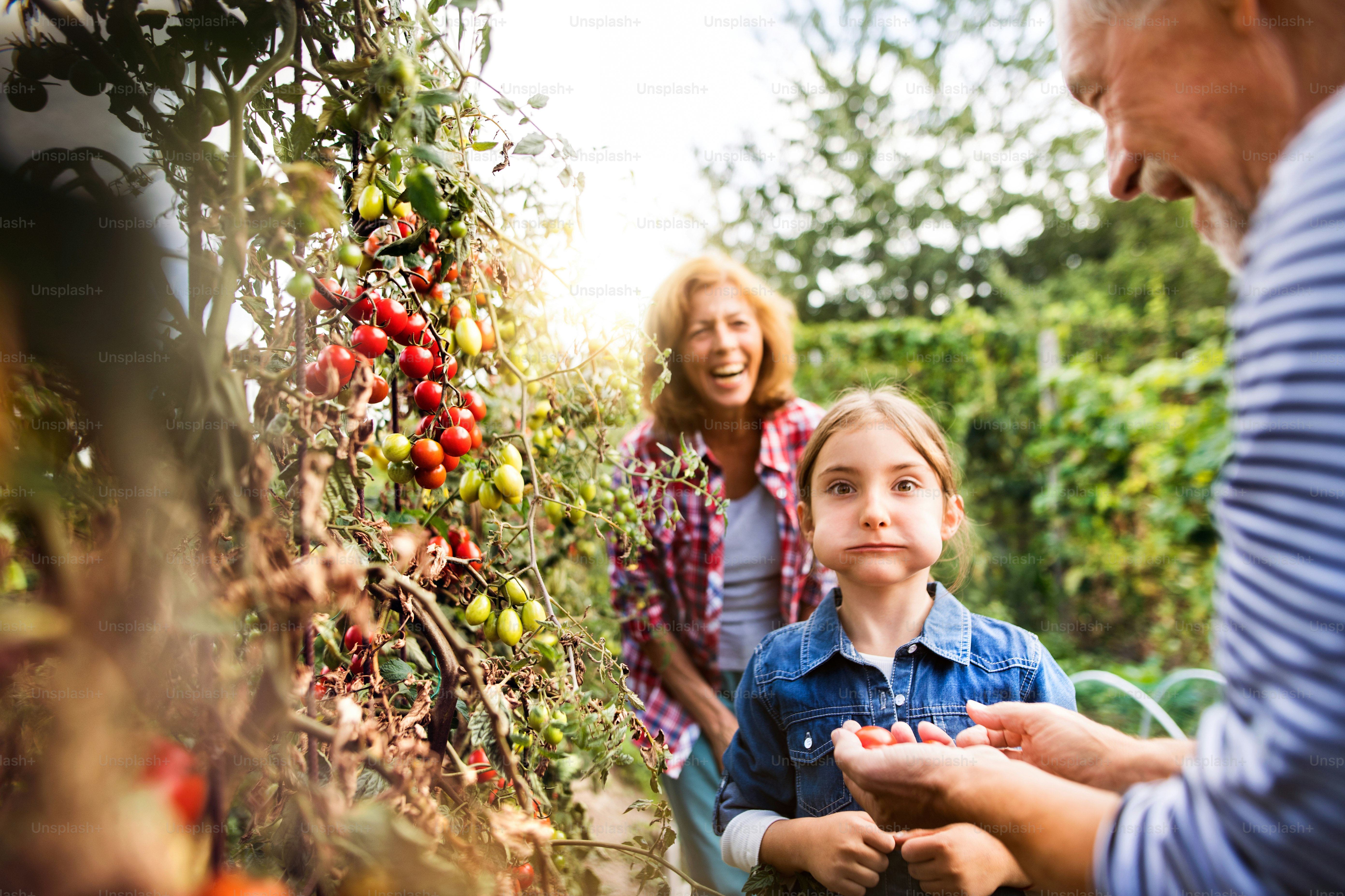 Happy healthy senior couple with their grandaughter harvesting vegetables on allotment. Man, woman and a small girl gardening