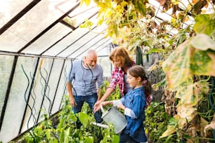 幸せな健康な老夫婦と孫娘が割り当てで野菜を収穫する。温室の男、女、小さな女の子。