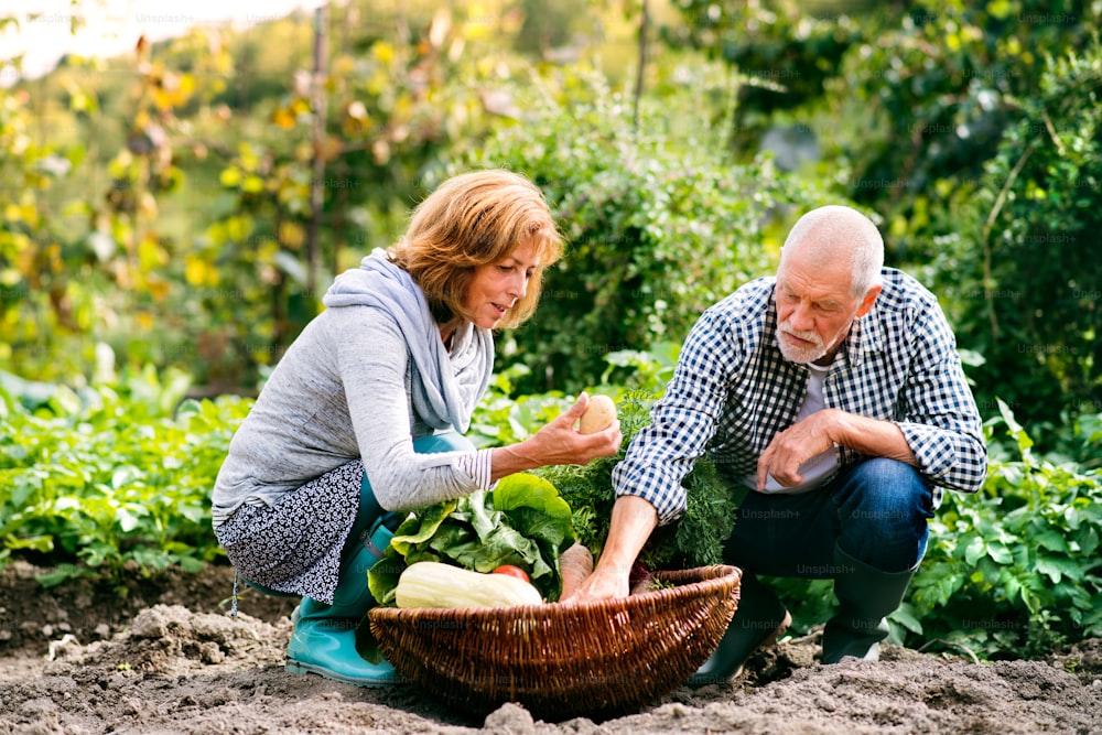 Coppia anziana sana felice che raccoglie verdure su orto. Giardinaggio uomo e donna.