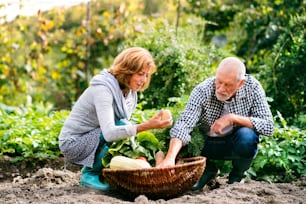 Happy healthy senior couple harvesting vegetables on allotment. Man and woman gardening.