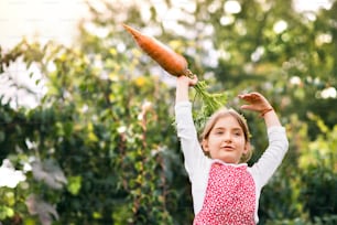 Petite fille qui récolte des légumes sur un potager. Fille jardinant, tenant de grosses carottes.