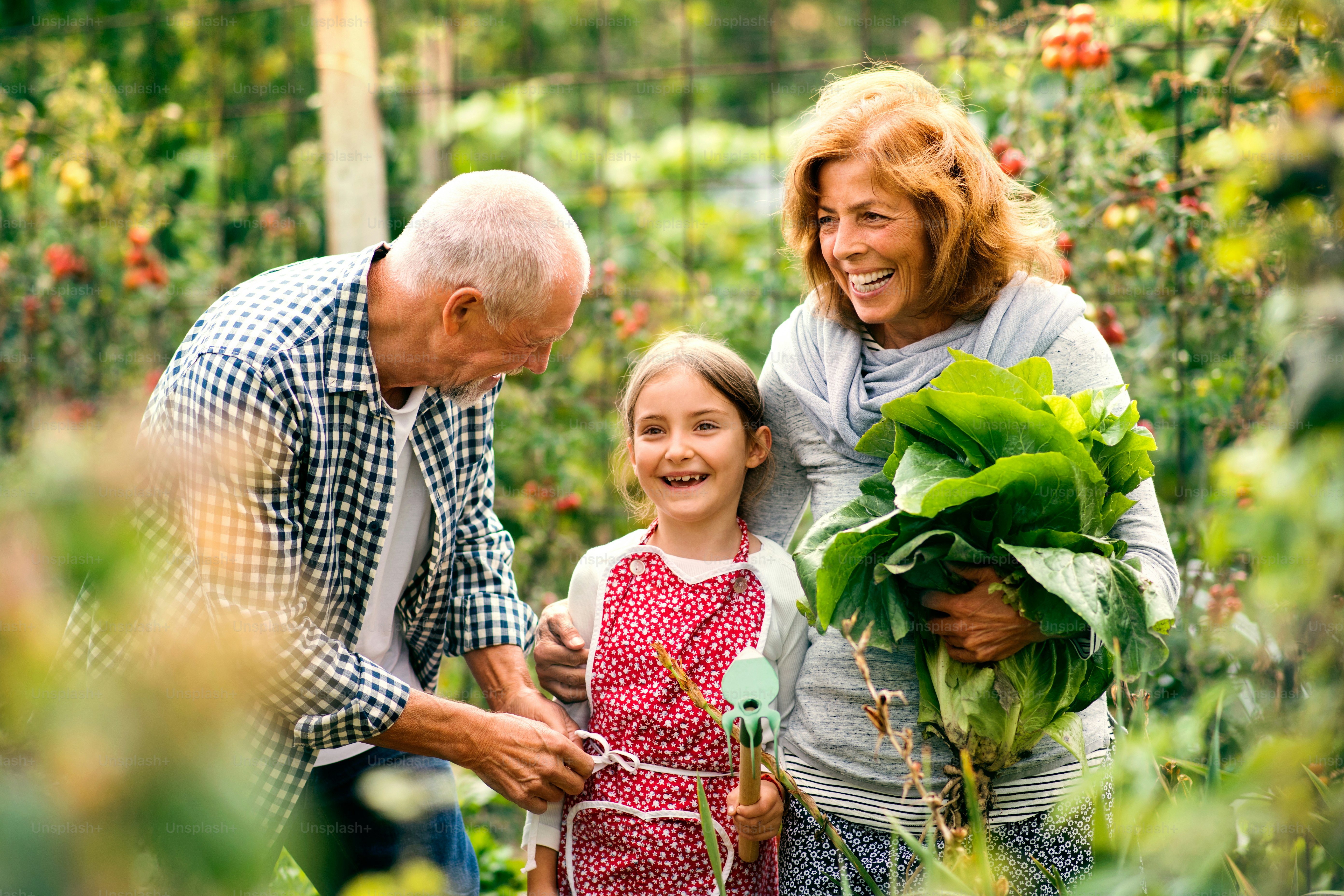 Happy healthy senior couple with their grandaughter harvesting vegetables on allotment. Man, woman and a small girl gardening