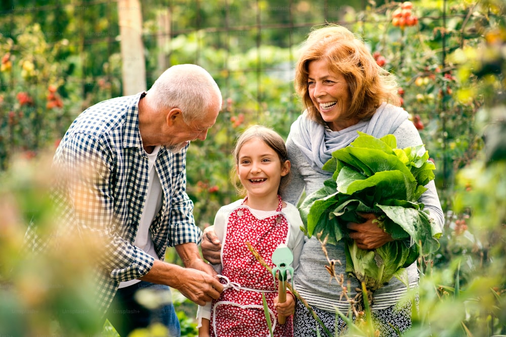 Feliz pareja de ancianos sanos con su nieta cosechando verduras en la asignación. Hombre, mujer y una niña pequeña jardinería.