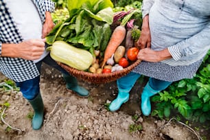 Unrecognizable senior couple harvesting vegetables on allotment. Man and woman gardening.