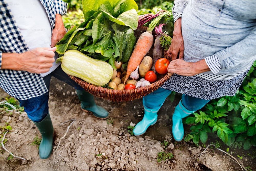 Nicht wiederzuerkennendes älteres Ehepaar erntet Gemüse im Schrebergarten. Mann und Frau Gartenarbeit.