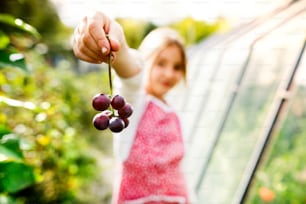 Niña pequeña cosechando verduras en la asignación. Jardinería chica, sosteniendo uvas. Cerrar.