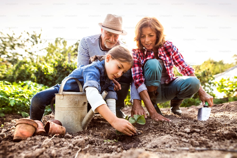 Feliz pareja de ancianos sanos con su nieta plantando una plántula en la parcela. Hombre, mujer y una niña pequeña jardinería.