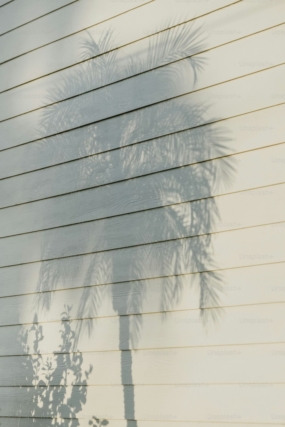 a shadow of a palm tree on the side of a house