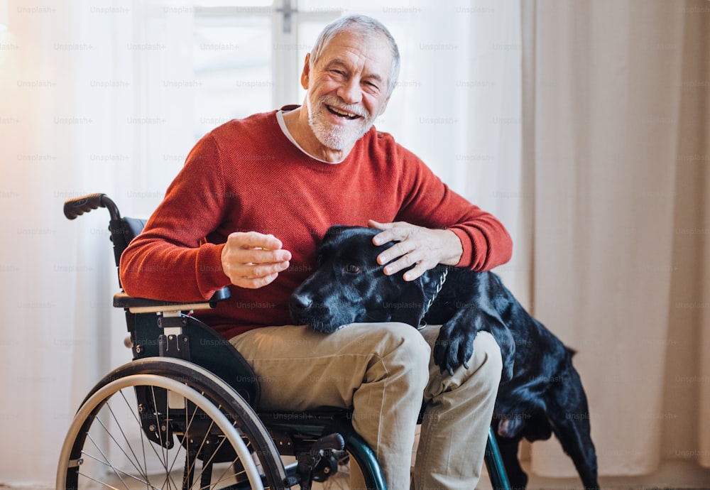 Um homem idoso deficiente em cadeira de rodas dentro de casa brincando com um cão de estimação em casa. Espaço de cópia.