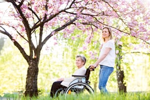 Elderly grandmother in wheelchair with an adult granddaughter on a walk outside in spring nature.