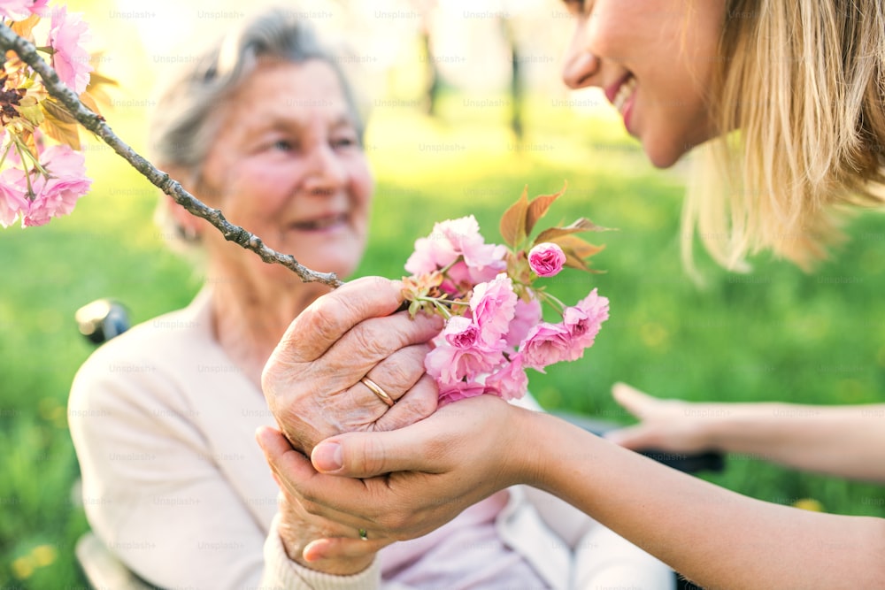 Elderly grandmother in wheelchair with an unrecognizable adult granddaughter outside in spring nature.