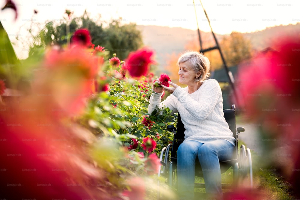 Senior woman on a walk. A disabled woman looking at flowers.