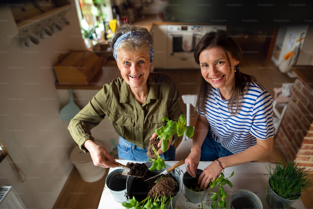 High angle view of a senior mother with adult daughter indoors at home, planting herbs.
