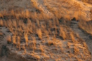 an aerial view of a grassy area with a hill in the background