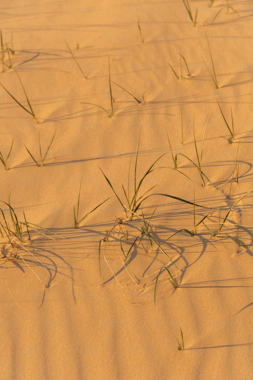 the grass is growing out of the sand