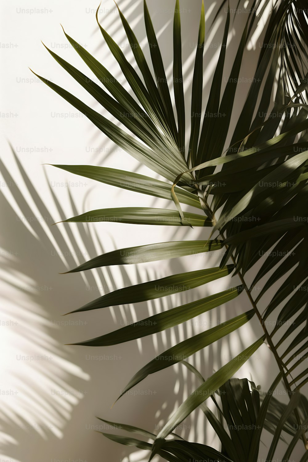 a palm leaf casts a shadow on a wall