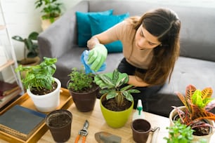 Hispanic woman cleaning the leaves of her geen houseplants while sitting in the sofa. Attractive woman doing her gardening hobby
