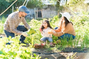 Pais olhando para a filha desfrutando enquanto colhem plantas na fazenda durante o verão