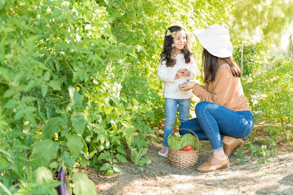 Madre e figlia latine che raccolgono verdure fresche dalle piante in fattoria