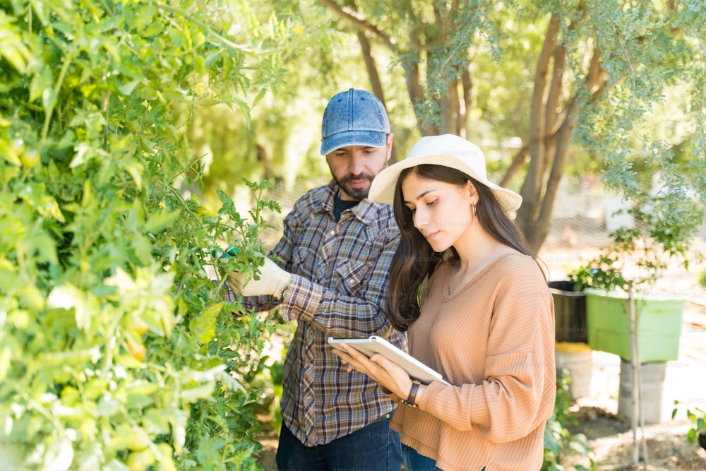 Une femme latine tenant une tablette numérique tandis qu’un homme adulte examine des plants potagers à la ferme