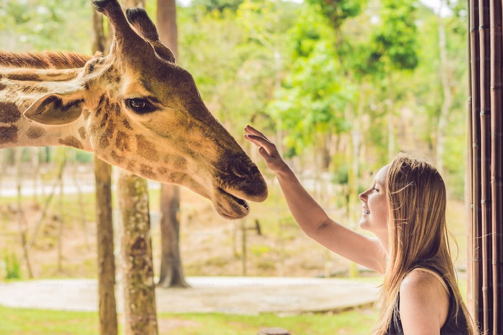 Mulher jovem feliz observando e alimentando girafa no zoológico. Mulher jovem feliz que se diverte com os animais do parque de safári no dia quente do verão.