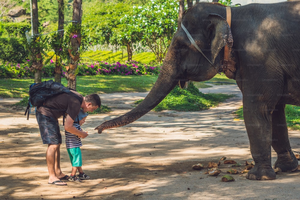 Father and son feed the elephant in the tropics.