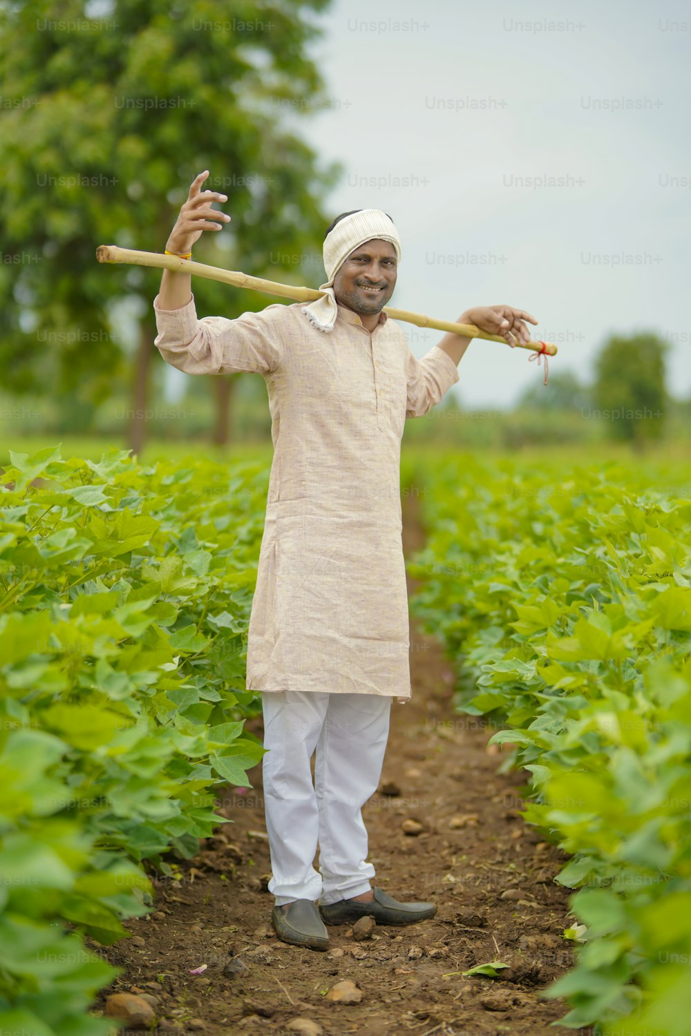 Young indian farmer standing in cotton agriculture field.