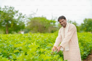Giovane agricoltore indiano in piedi nel campo agricolo del cotone.