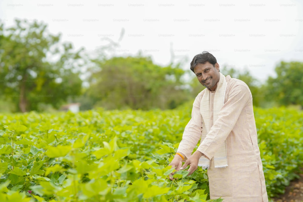 Young indian farmer standing in cotton agriculture field.