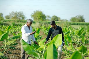Giovane agricoltore indiano con agronomo a Banana Field