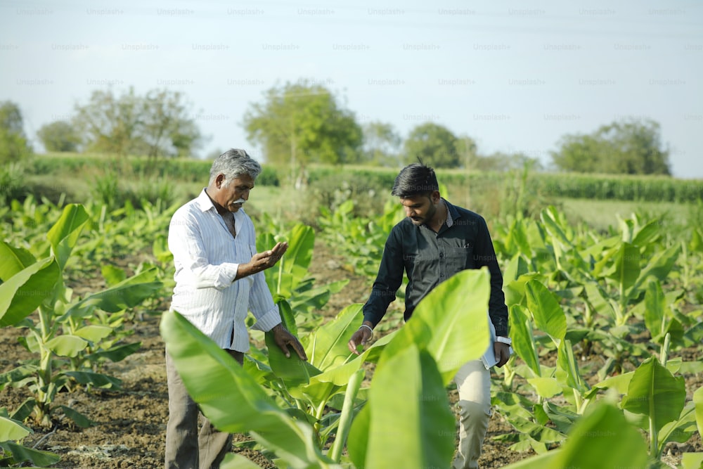 young indian farmer with agronomist at banana field