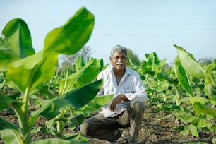 Junger indischer Bauer mit Agronom auf dem Bananenfeld