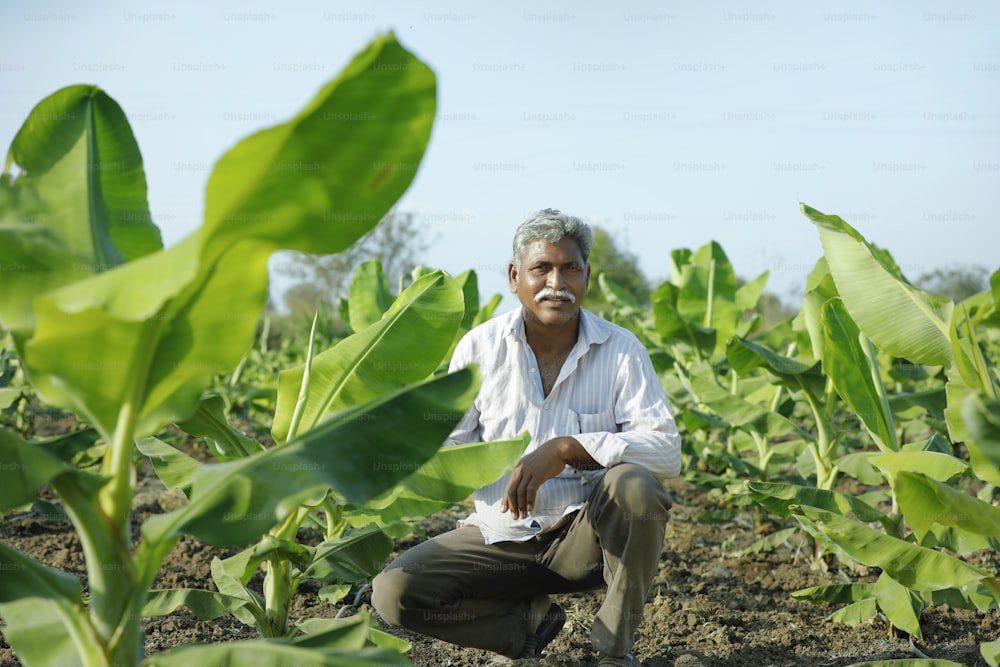 Joven agricultor indio con agrónomo en un campo bananero